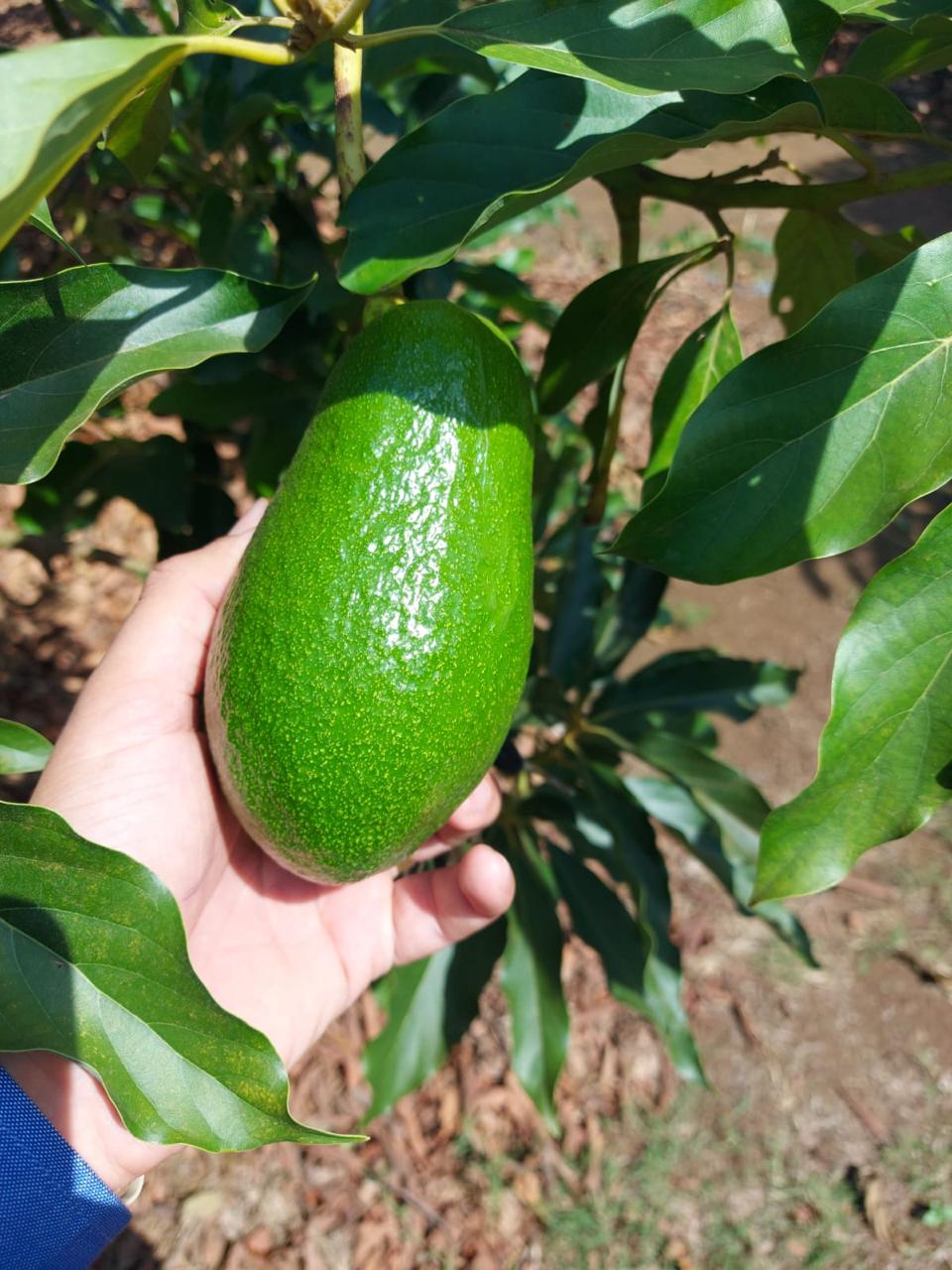 Aguacate fresco AgrícolaFrusur