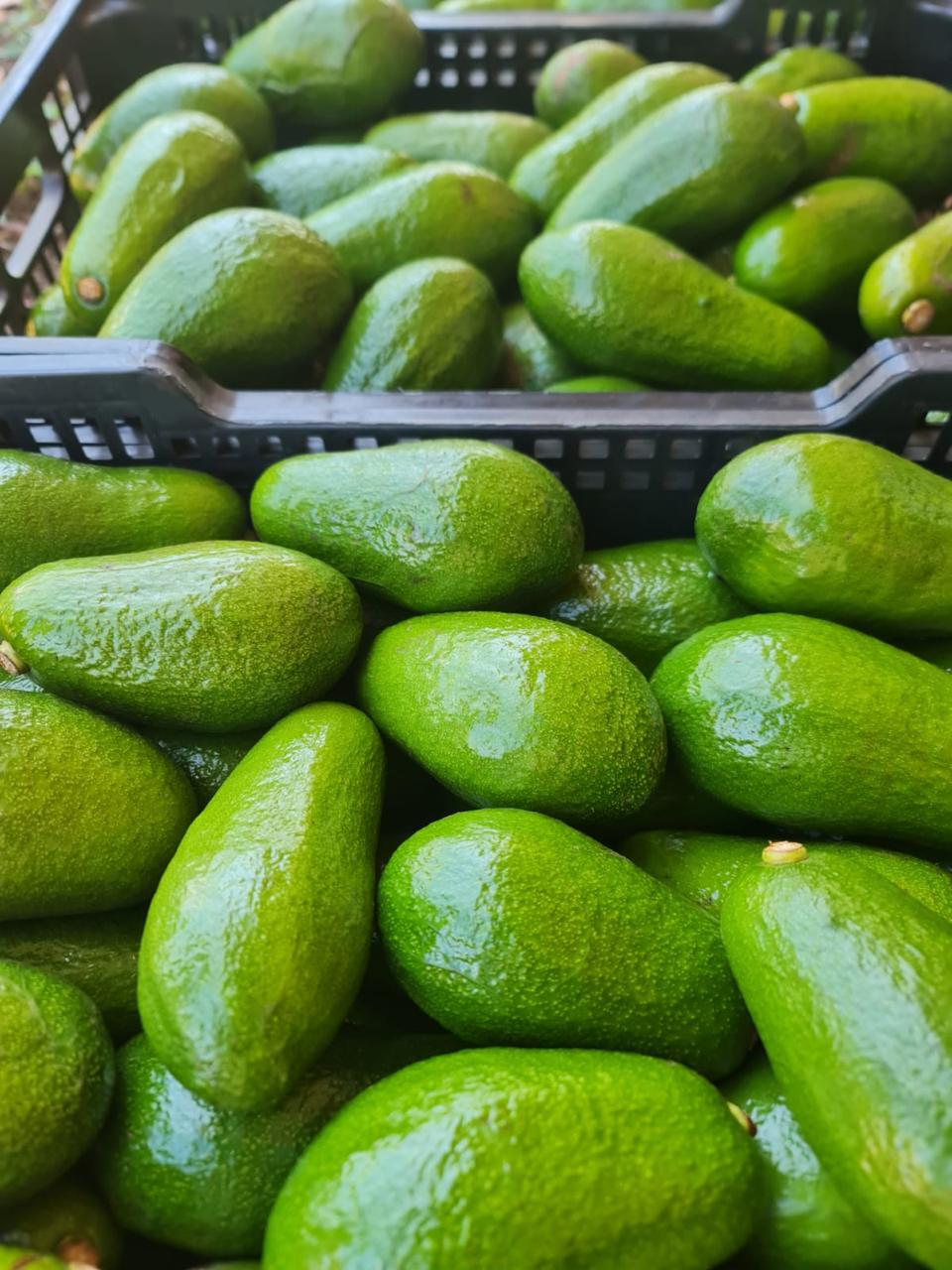 Cosecha de aguacates
