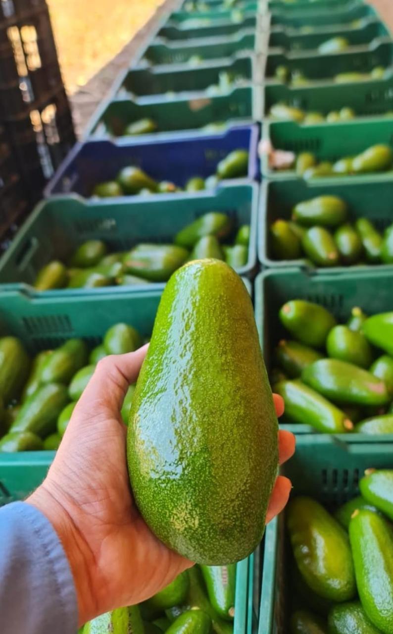 Aguacate seleccionado