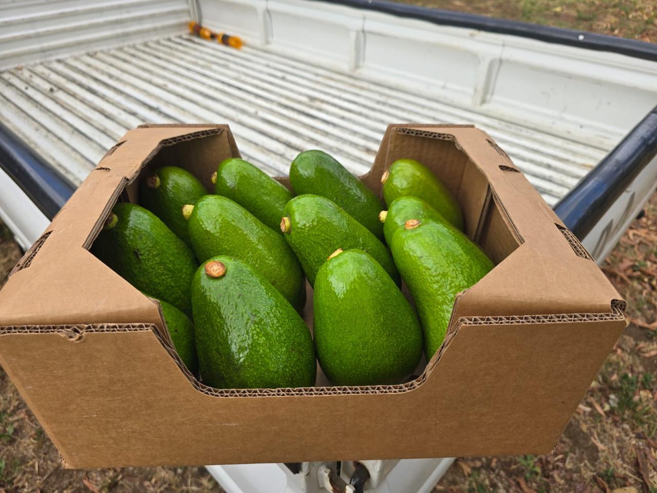 Caja de aguacates